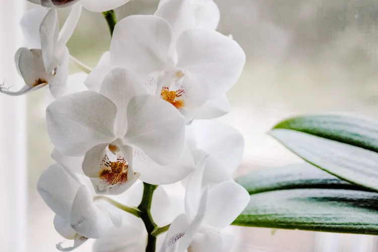 floraison orchidée 2023