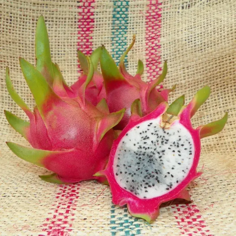fruit du dragon pitaya entretenir hylocereus undatus belles fleurs vanillées blanches