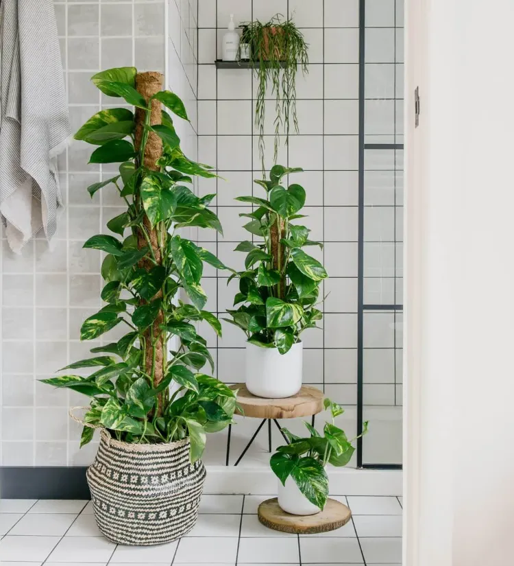 plantes qui n'ont pas besoin de lumière soleil pothos absorbe l'humidité mauvaises odeurs dans la salle de bain