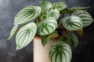 liste des plantes non toxiques pour les chats et les chiens Peperomia d'argent