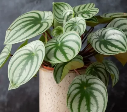 liste des plantes non toxiques pour les chats et les chiens Peperomia d'argent