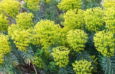 où placer un Euphorbia exposition orientée sud ouest garantissant quatre heures soleil direct brillant