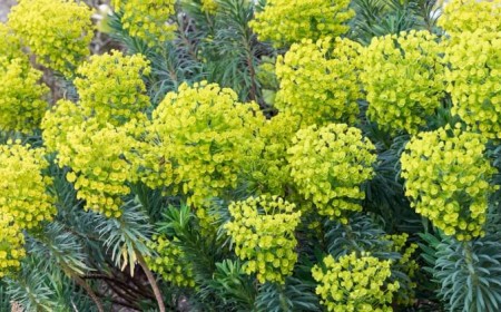 où placer un Euphorbia exposition orientée sud ouest garantissant quatre heures soleil direct brillant