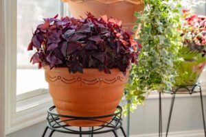 oxalis triangularis entretien hiver