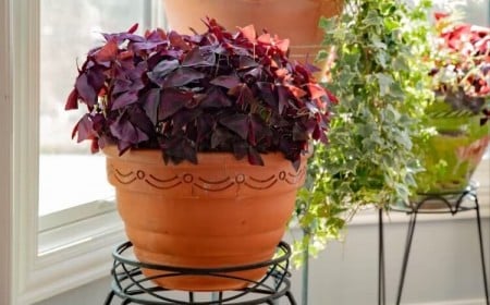 oxalis triangularis entretien hiver