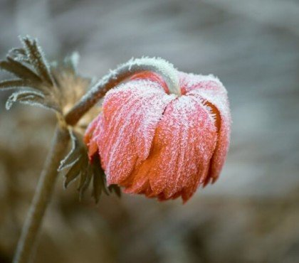 peut-on s’opposer aux redoux hivernaux gelées tardives provoquer floraison décevante plantes ornementales
