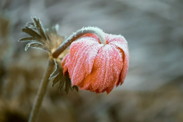 peut-on s’opposer aux redoux hivernaux gelées tardives provoquer floraison décevante plantes ornementales