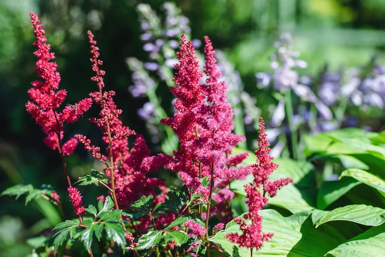 plante astilbe rouge