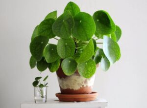 plantes d'intérieur qui n'ont pas besoin d'eau pilea