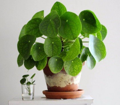 plantes d'intérieur qui n'ont pas besoin d'eau pilea