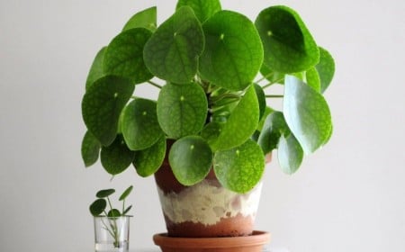 plantes d'intérieur qui n'ont pas besoin d'eau pilea