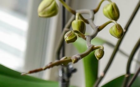 pourquoi bouton orchidée ne s ouvre pas que faire pour faire refleurir la plante