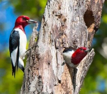 pourquoi enlever le bois sec oiseaux nichent parties mortes arbres vivants trouvent nourriture