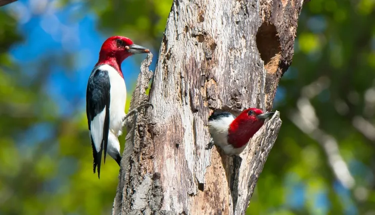 pourquoi enlever le bois sec oiseaux nichent parties mortes arbres vivants trouvent nourriture