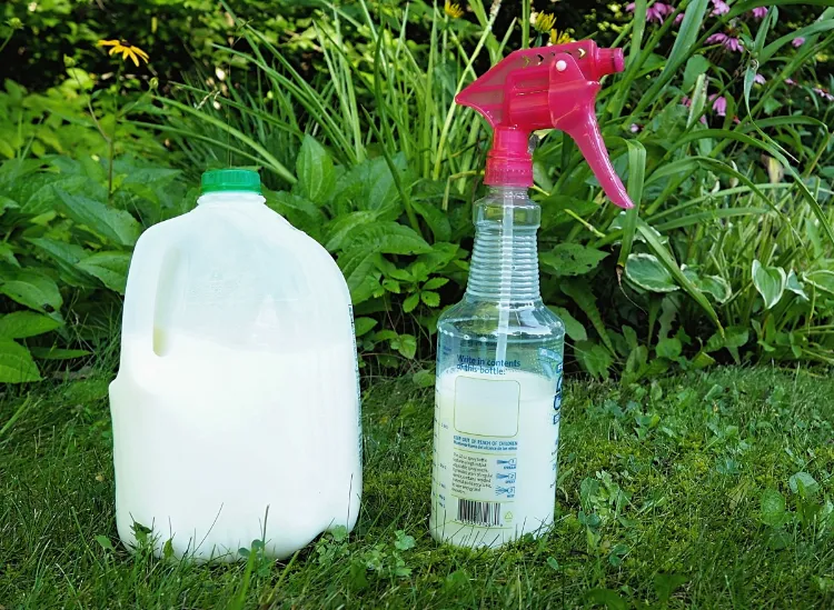 pourquoi et comment vaporiser de l'eau de javel sur les plantes jardin spray desherbant efficace maison