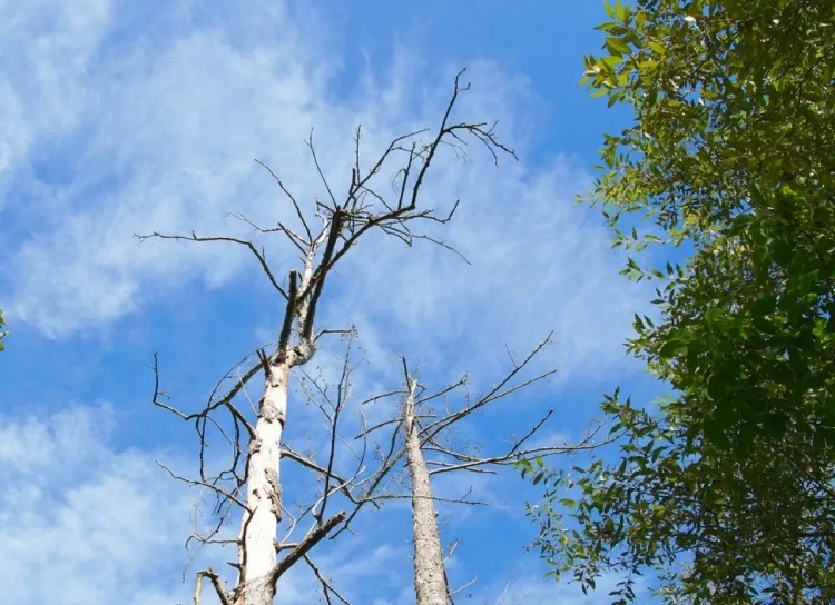 pourquoi garder un arbre mort avantages inconvénients arbre vivant attire pluie filtre air