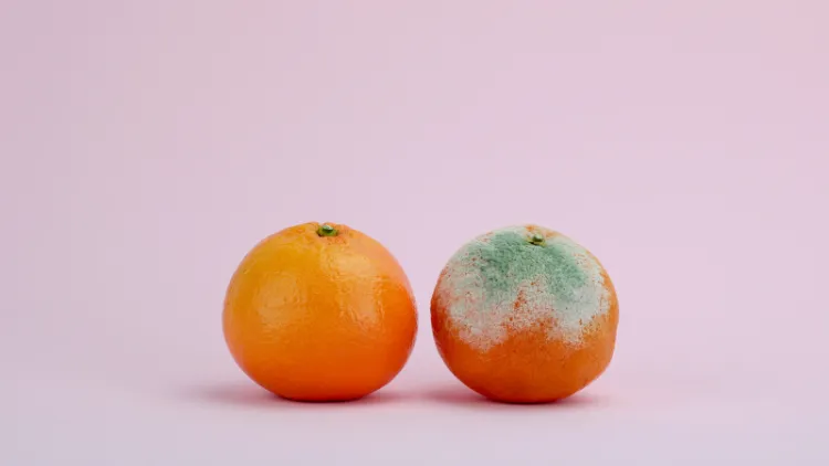 pourquoi les clementines moisissent quand cueillir comment conserver les clémentines astuces