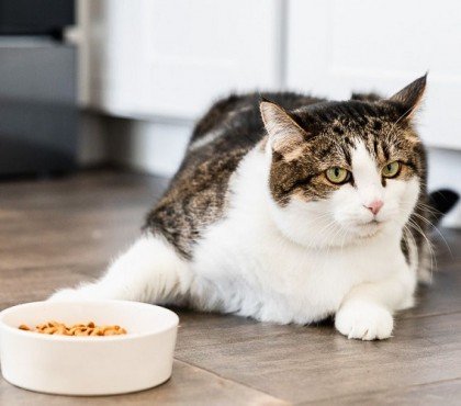 pourquoi mon chat gratte sol autour gamelle après avoir mangé décourager