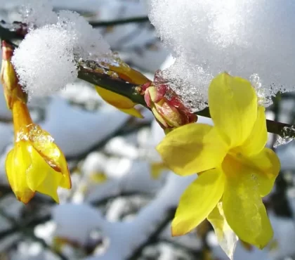 pourquoi mon jasmin d'hiver ne fleurit pas erreures fréquentes astuces emplacement arrosage engrais taille