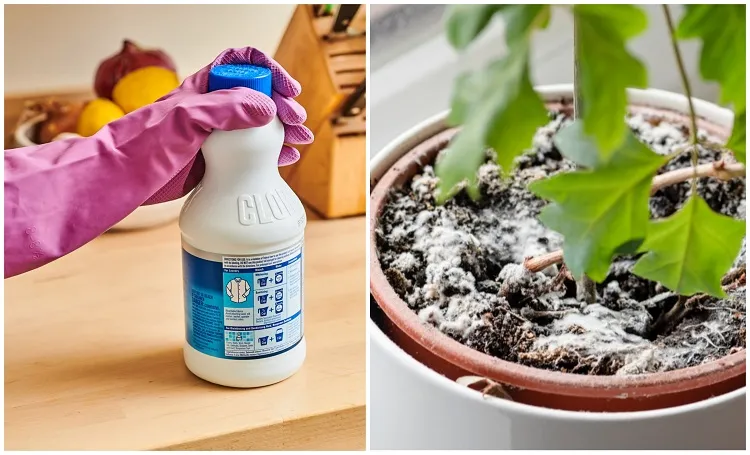 pourquoi verser eau de javel sur les fleurs et les plantes en pot bienfaits deshérbant efficace maladies nuisibles champignons