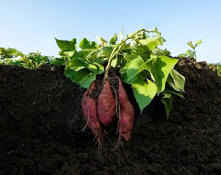 profondeur sol jardin plantes cultiver patate douce