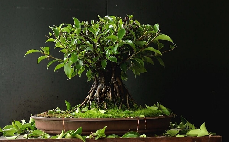 quand comment tailler un ficus ginseng jardin