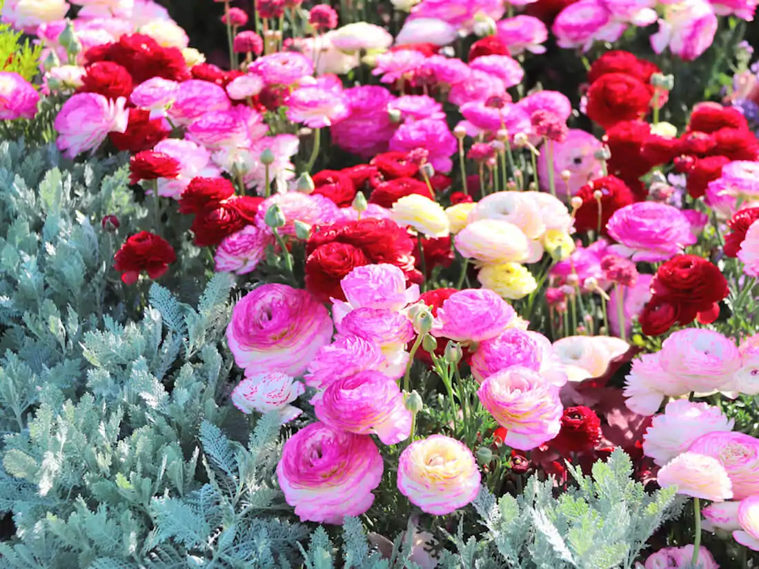 Quand et comment planter des renoncules ? Ajoutez les renoncules à votre  liste de fleurs préférée !