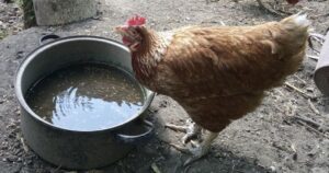 quand et pourquoi donner du vinaigre de cidre aux poules
