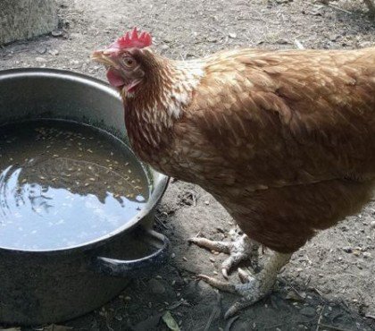 quand et pourquoi donner du vinaigre de cidre aux poules