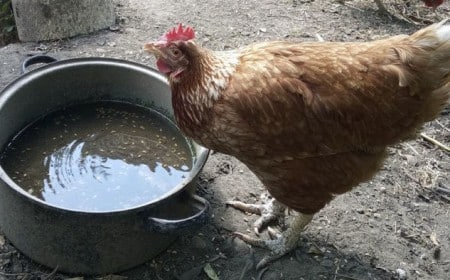 quand et pourquoi donner du vinaigre de cidre aux poules