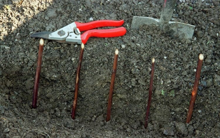 quand faire des boutures d'arbustes en hiver