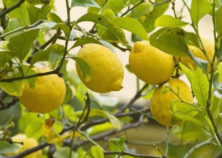 quand faire première taille citronnier