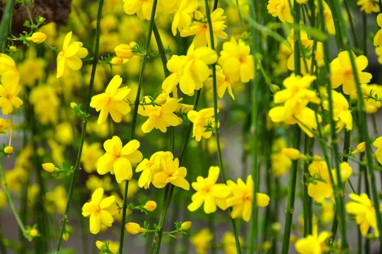quand fleurit le jasmin d'hiver plante grimpante très rustique petites fleurs jaunes en janvier-mars