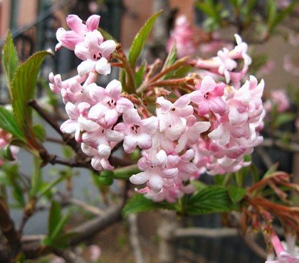 quand planter la viorne d'hiver viburnum x bodnantense jardin plante