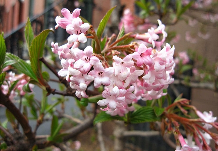 quand planter la viorne d'hiver viburnum x bodnantense jardin plante