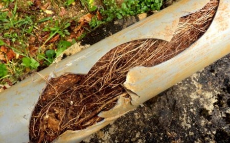 quel arbre planter près des canalisations