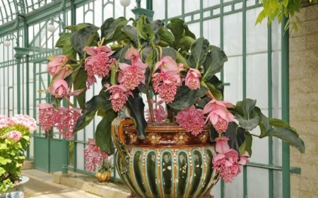quel engrais pour le medinilla feuilles infestées cochenilles farineuses laver eau