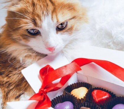 quel est l'aliment préféré des chats prévention serrures bonnes habitudes apprendre