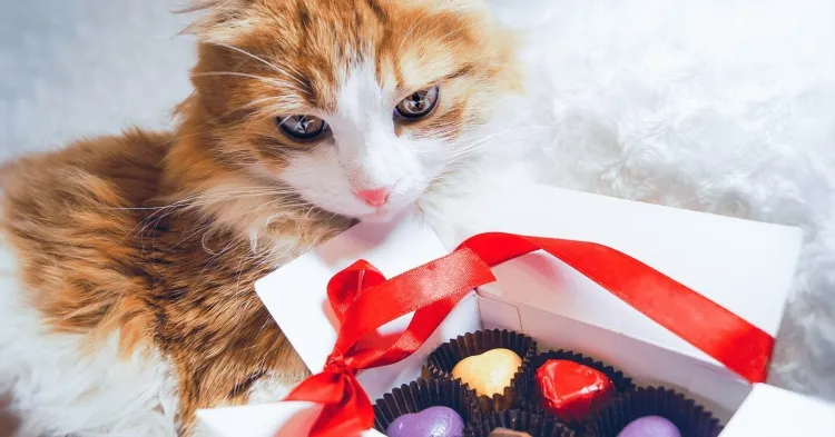 quel est l'aliment préféré des chats prévention serrures bonnes habitudes apprendre
