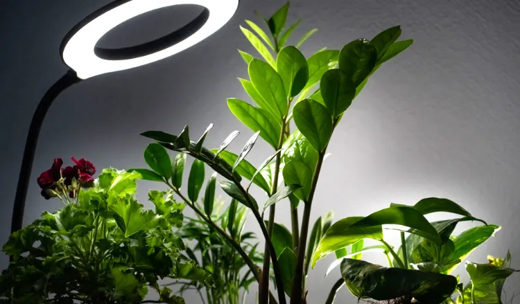 quelle lumière pour faire pousser les plantes d'intérieur 2023