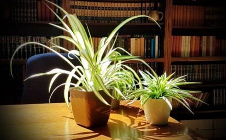 quelle lumière pour faire pousser les plantes facilement
