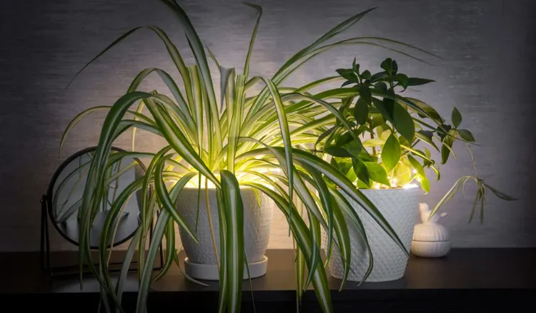 quelle lumière pour les plantes d'intérieur 2023