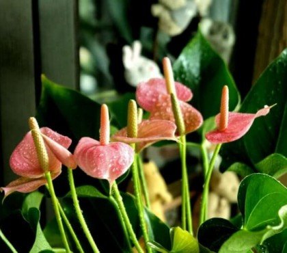 quelle quantité d'eau pour un anthurium surveiller variables créer routine arrosage