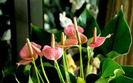 quelle quantité d'eau pour un anthurium surveiller variables créer routine arrosage