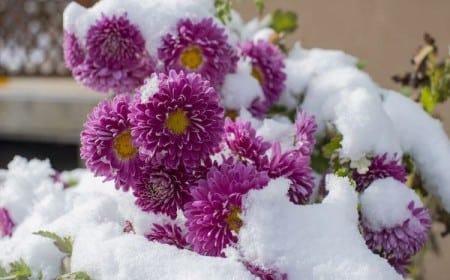 quelles fleurs peut on planter en hiver