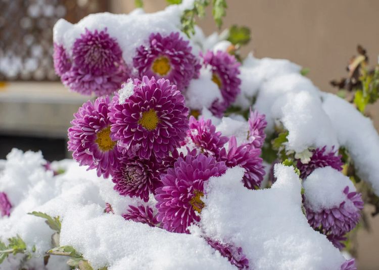 quelles fleurs peut on planter en hiver