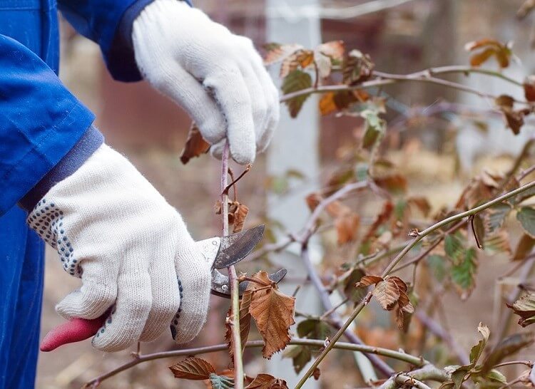 quelles plantes tailler hiver janvier février mars buissons arbres fruitiers