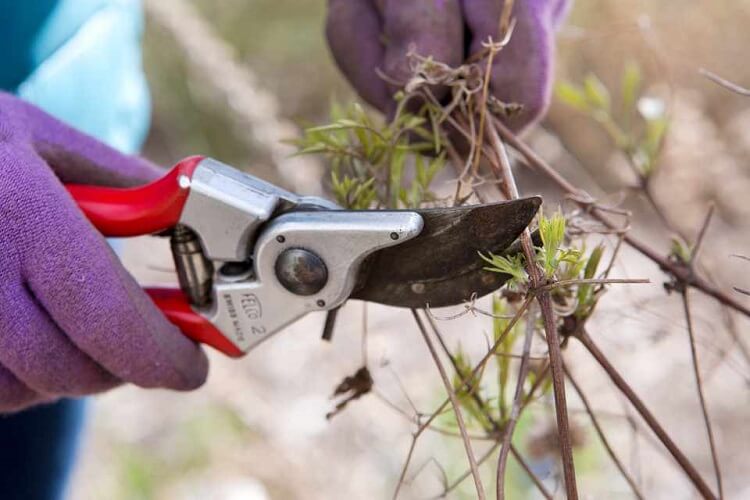 quelles plantes tailler hiver janvier février mars jardin ornement clématites