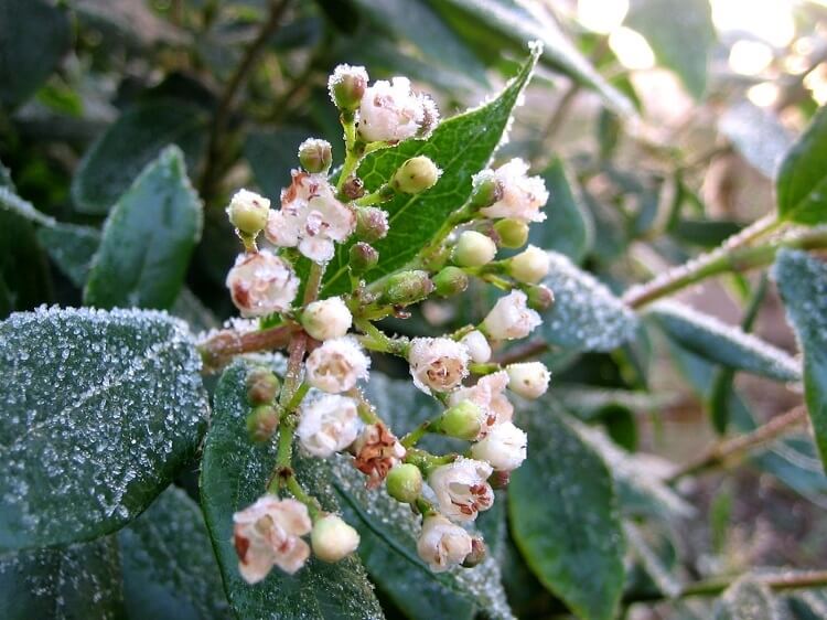 quelles sont fleurs fleurissent hiver espèces rustiques floraison janvier fevrier