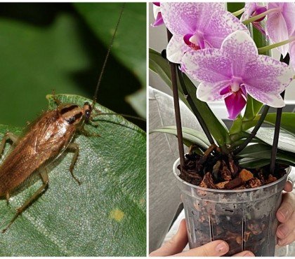 quelles sont les plantes qui attirent les cafards a eviter pour eloigner les blattes naturellement